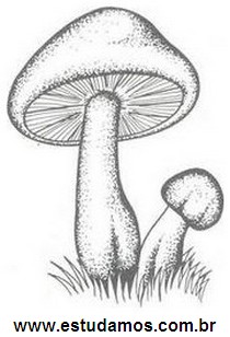 Cogumelos Macroscópicos