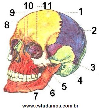 Ossos do Crânio Vista Lateral