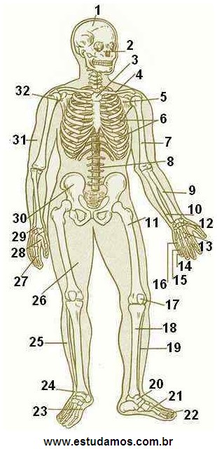 Ossos do Esqueleto Humano