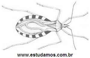 Inseto Barbeiro Que Causa a Doença de Chagas