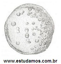 Plasmodium