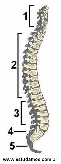 Coluna Vertebral