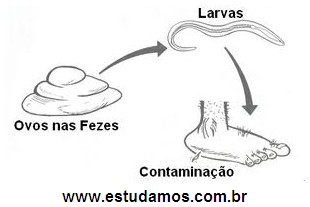 Ciclo da Doença Amarelão