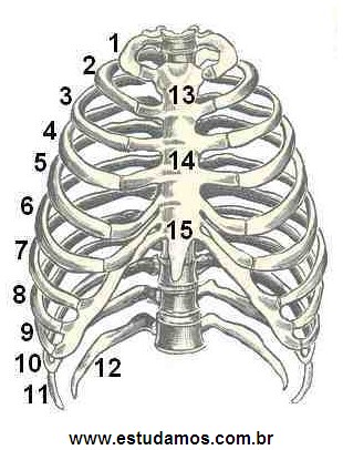 Costelas e Osso Esterno