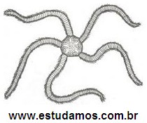 Filo Equinodermata