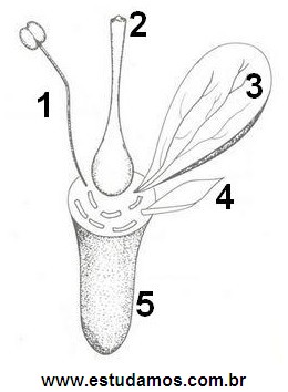 Estrutura Geral de Uma Flor