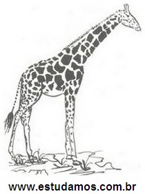 Girafa