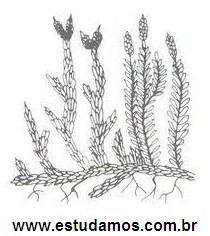 Selaginella