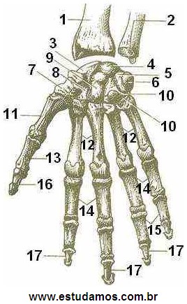 Pesquisa de anatomia humana