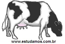 Vaca