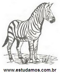 Zebra